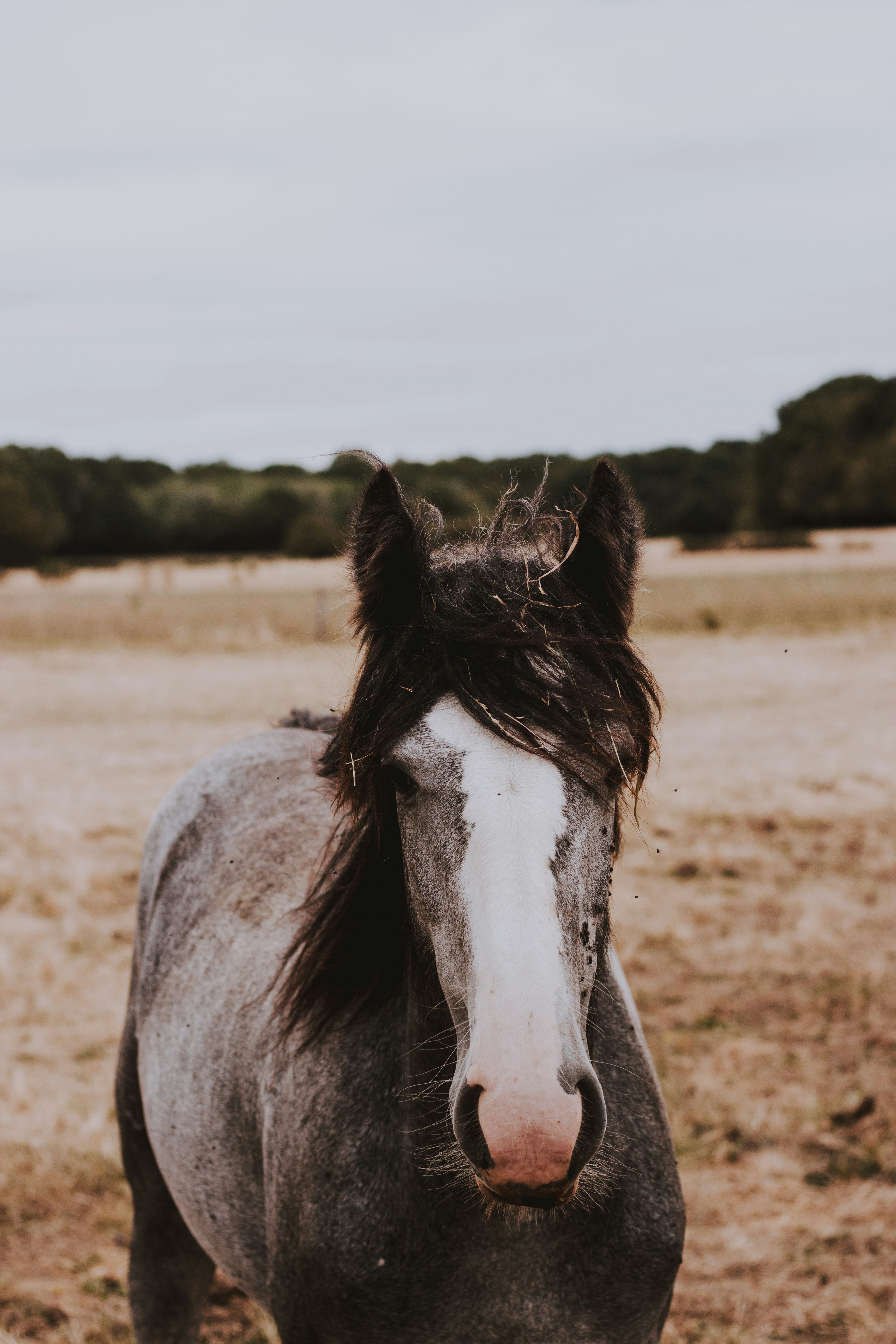 gray with white stallion horse in field